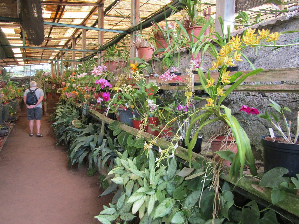 🌺 퀸타 다 보아 비스타 난초 정원 (킨타 다 보아 비스타 오키드 가든)